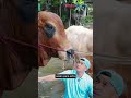 Sapi Jumbo Irfan Hakim Laris Diborong Artis hingga Presiden Jelang Idul Adha 2026