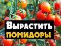 Как вырастить помидоры дома - выращивание томатов