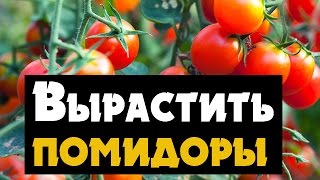 Как вырастить помидоры дома - выращивание томатов