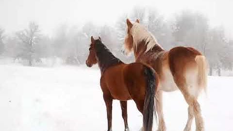 سورة البقرة كاملة || الجزء الثالث || عبدالباسط عبدالصمد