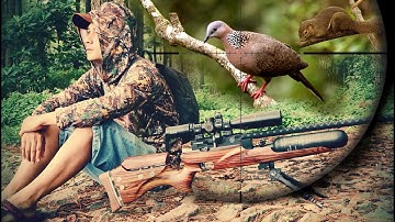 Hutan Pinus Markas Tupai dan Tekukur !! Berburu Tupai dan Tekukur
