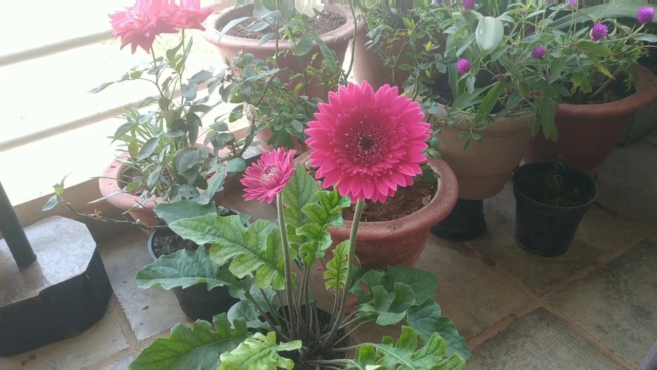 My new gerbera plant n it's care # My new plants purchase n some