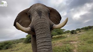 Spend Time with our Dads! The Father Figures in the Elephant Herd