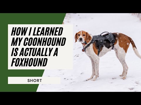 Video: Bluetick Coonhound