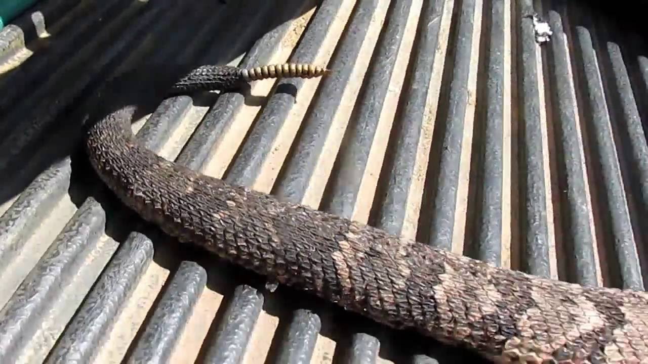 hoard DONT TREAD ON ME!!!!!!!!