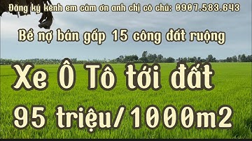 Bể nợ bán gấp 15 công đất ruộng mặt tiền đường dal ô tô giá 95 triệu/1000m2 Giồng riềng kiên Giang