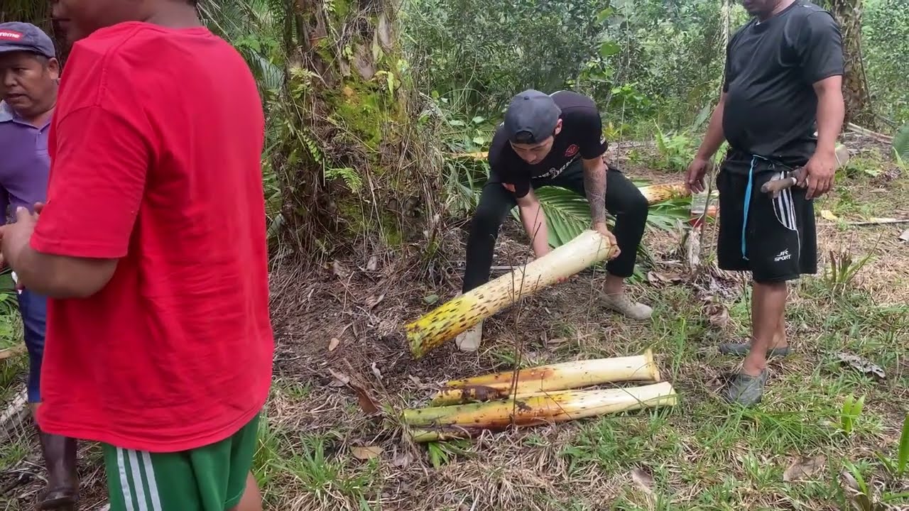 Penduduk Kampung Mencarii Umbut Pantu Bersama-sama