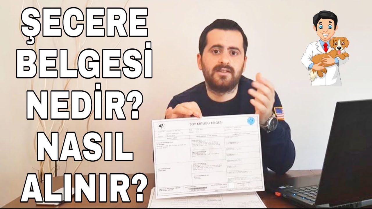 Kopeklerde Secere Belgesi Nedir Nasil Alinir Youtube