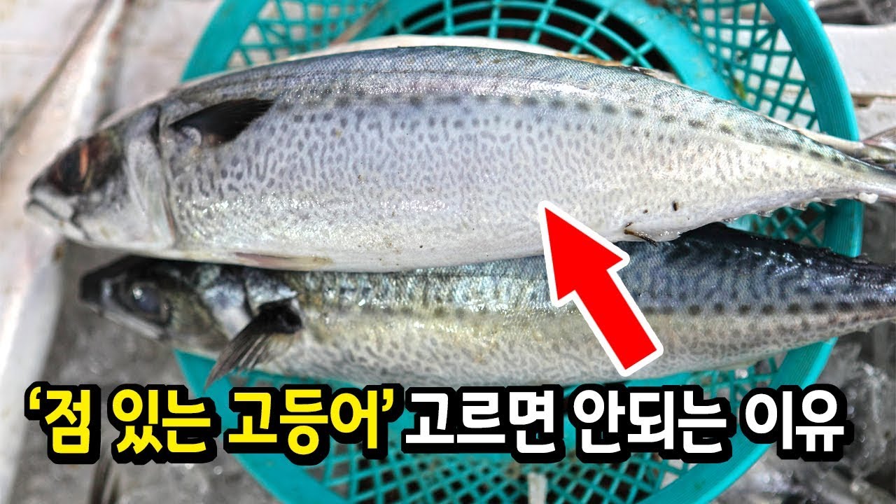 국민 생선 고등어의 불편한 진실(정말 맛있는 고등어란 이런 것)