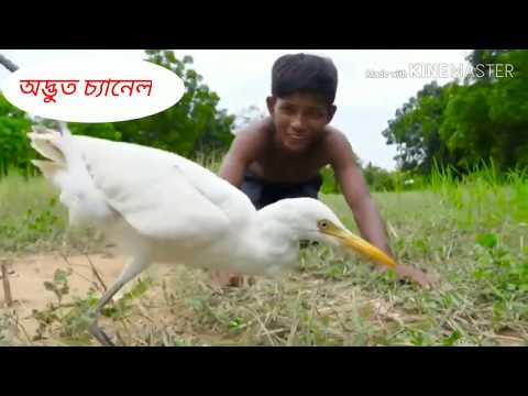 ভিডিও: কিভাবে শাবক শিকার করতে শেখানো হয়