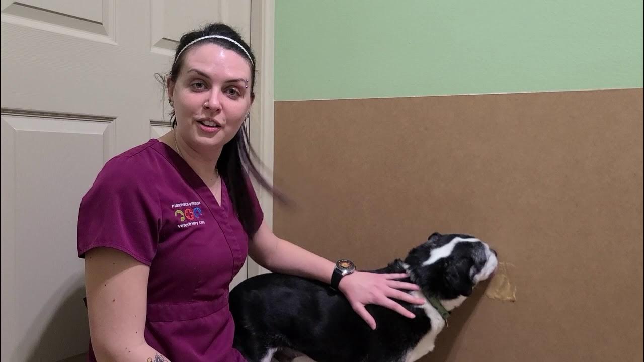 Insulin Injections for Dogs YouTube