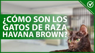 ¿Cómo son los gatos HAVANA BROWN?  Características físicas, carácter y cuidados