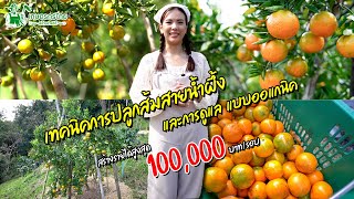 ดูเทคนิคการปลูกและการดูแลส้ม แบบออแกนิด สร้างรายได้สูงสุด 100,000 บาท/รอบ l ชมสวนเกษตรกรไทย Ep291