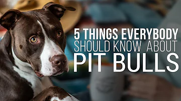 Is a pit bull terrier a good family dog?