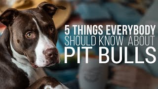 Five Things Everybody Should Know About Pit Bulls