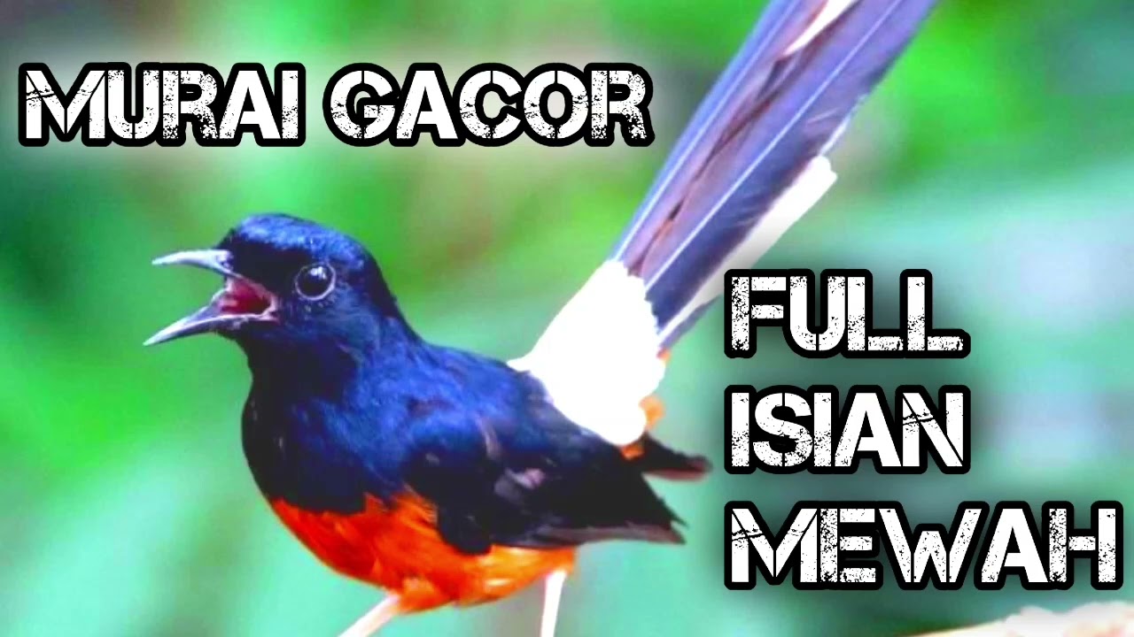PANCINGAN MURAI GACOR❗❗ FULL ISIAN MEWAH COCOK UNTUK MASTERAN