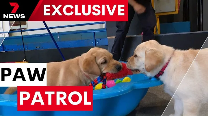 Your chance to raise a puppy and serve the nation at the same time | 7NEWS