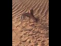 صيد العزال ريم صيد العزال ريم