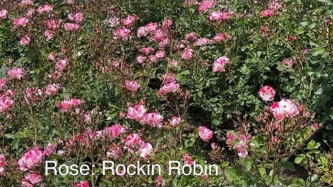 Rose: Rockin’ Robin