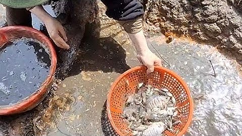 NT 67 lll Giải cứu hàng nghìn bé cá sắp bị khô nước dưới mương lúa chín (tập 3)