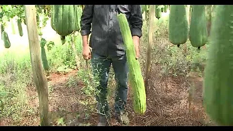 Qual a época de plantar bucha?