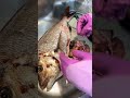 マダイのお腹から禍々しい何かが出てきた