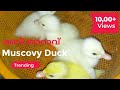 Muscovy duck hatching eggs day 35 | മണി താറാവ്  #Muscovyduck #Duckchick #laying #hatch #flyingduck