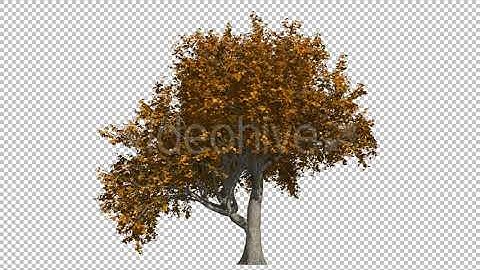 Tree Seasons | Motion Graphics - Envato elements