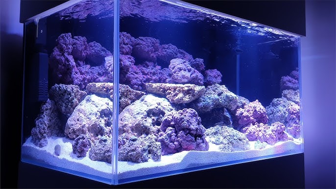 DIY Blue/Black Changable Background For Reef Tank Innovative Marine 30g L 