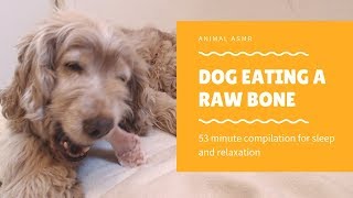 ASMR Dog Eating A Raw Bone | 53 Minutes Compilation For Sleep