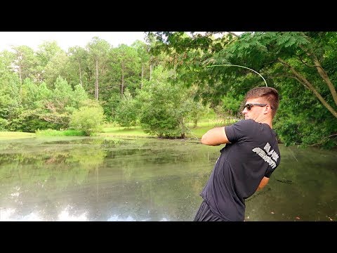 Video: How To Fish In A Pond