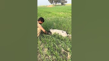 Unbelievable point best point female English pointer hunting quail Batair ka shikar #shorts