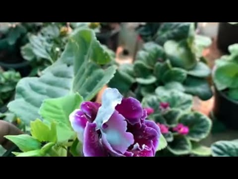 Video: Flower from childhood - gloxinia: planting and care