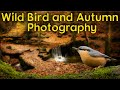 Wild bird and Autumn photography - at Knypersley Reservoir