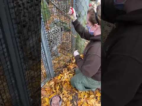 Zoo to You: Spot our snow leopards