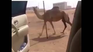 KiKi Do You Love Me Challenge By Camel - Kiki Challenge by Camel In Saudi Arabia - Arabs