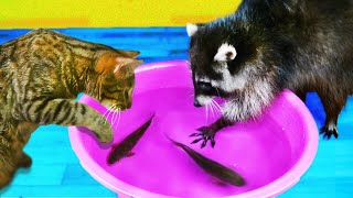 REACTION TO LIVE FISH RACCOON HYPE and CAT STIRLETZ