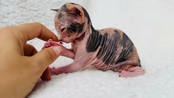 Video 3025951: adorable sphynx kittens, calico sphynx, sphynx kitten loving, sphynx cuddle, kitten kisses