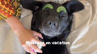 My dog booked a massage on his vaction 