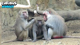 Monkeys Having A Spa Session