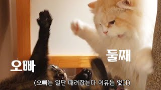 고양이로 보는 현실남매 : 오빠 대할 때 vs 막내 대할 때