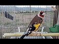 طائر الحسون الجزائر | غناء خلوي خرافي طبيعي | مقنين وحش قوة كبيرة، ما شاء الله