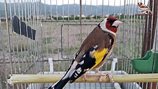 طائر الحسون الجزائر | غناء خلوي خرافي طبيعي | مقنين وحش قوة كبيرة، ما شاء الله