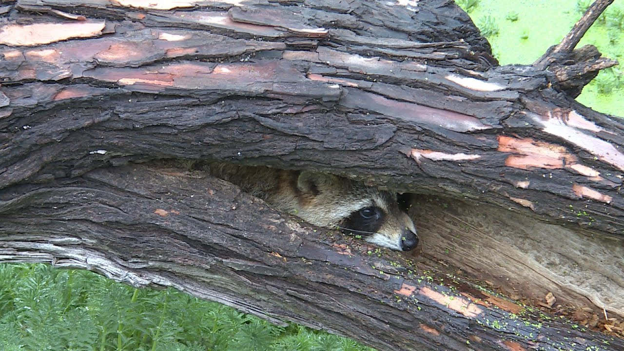 Discovery Center Habitat Restoration Newsbreak YouTube