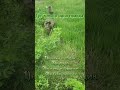 Music Cat Butifyoucloseyoureyes Recommended котик 