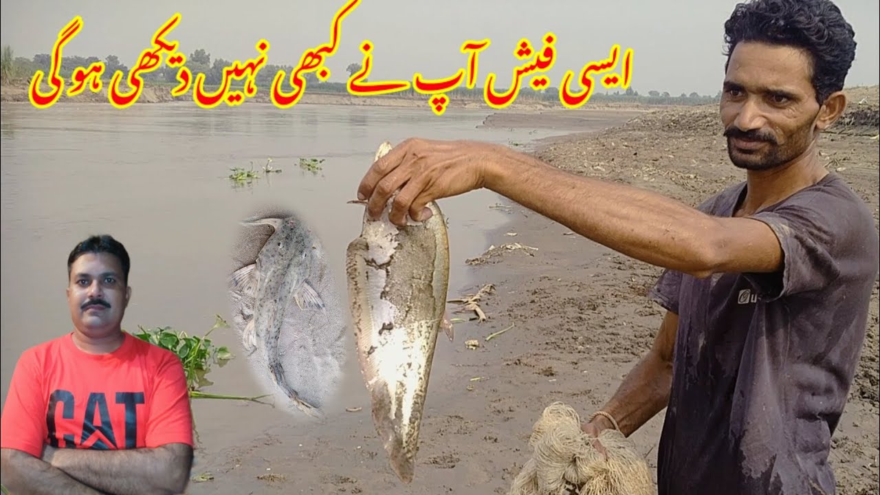 HOW TO FISH VILLAGE VIDEOS |azhar abbas cook master|| fish videos ...