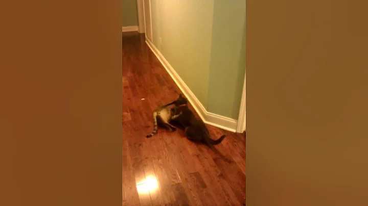 Cats play fighting