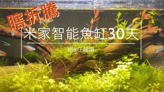 在越南買了米家智能魚缸~養水草能活嗎!?第30天!