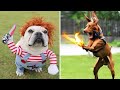 Funny Dog Videos 2021  Its time to LAUGH with Dogs life  | Funny GB