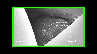 3d-printed ovaries restore fertility in mice